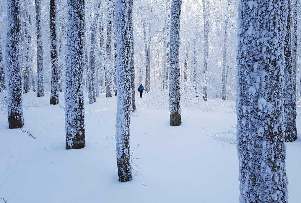 pădurea de cleștar