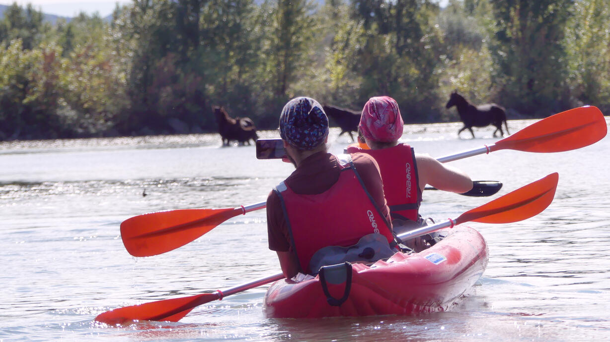 căluții de pe Ostrov