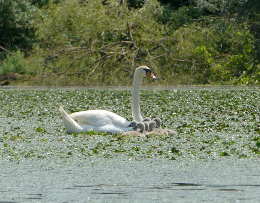 o familie înaripată